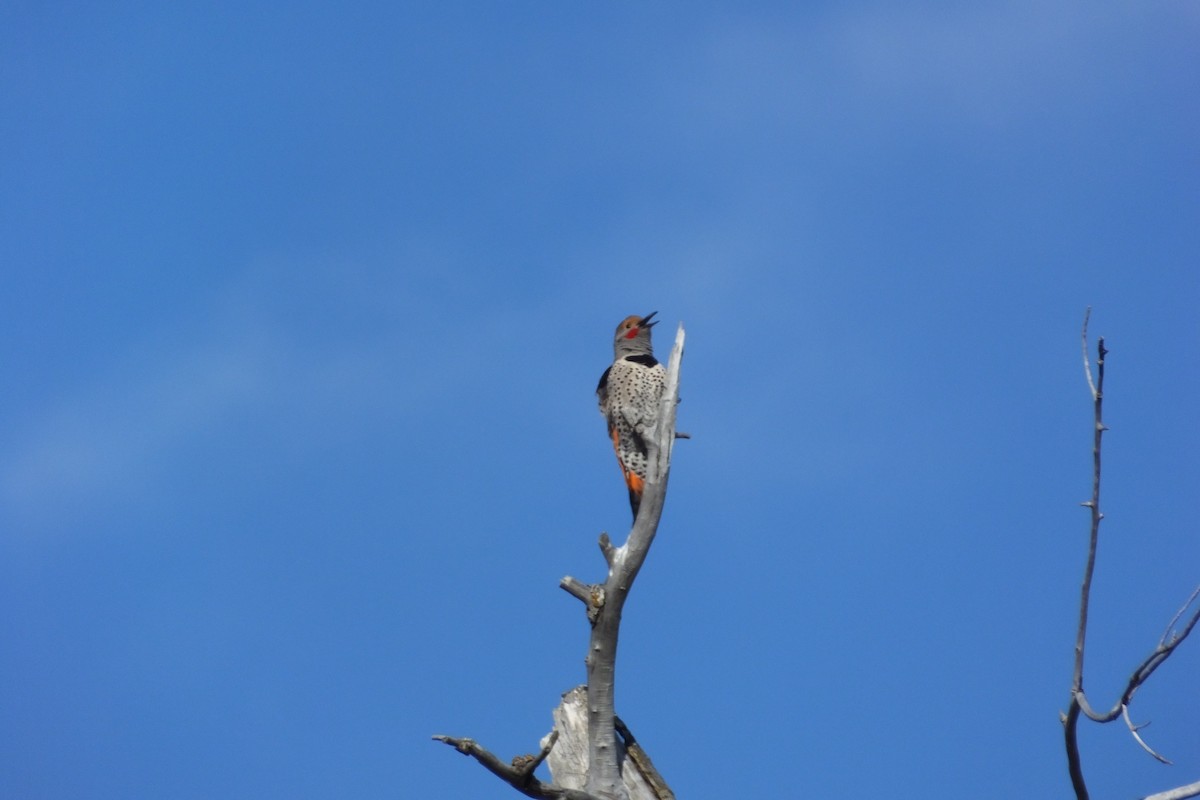 Northern Flicker - ML620691246