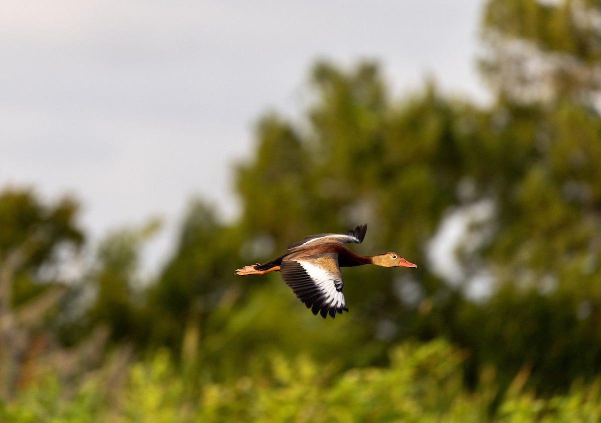 Black-bellied Whistling-Duck - Dan Watson