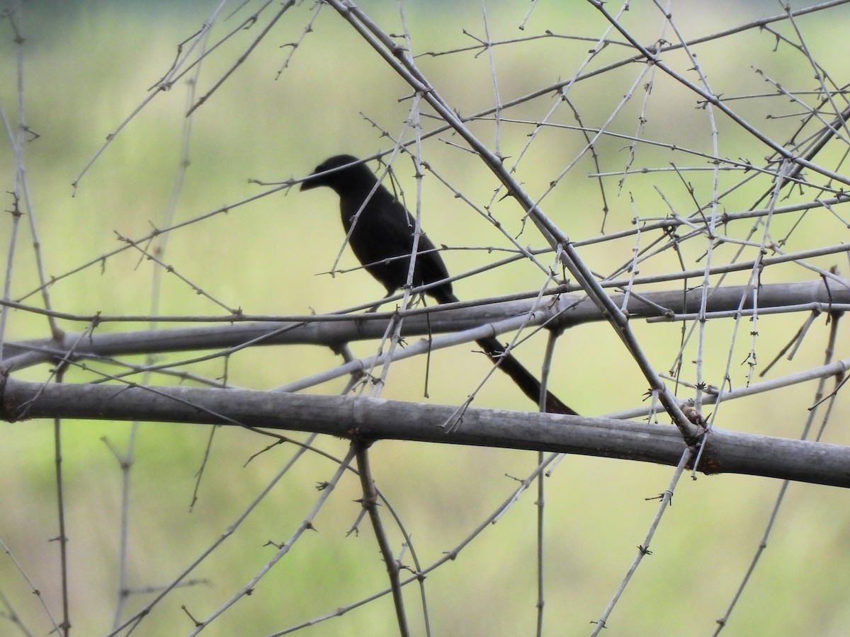 Racket-tailed Treepie - ML620691258