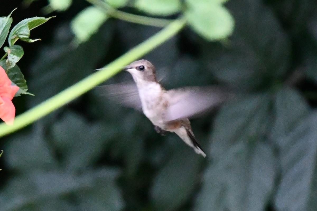 Black-chinned Hummingbird - ML620691262