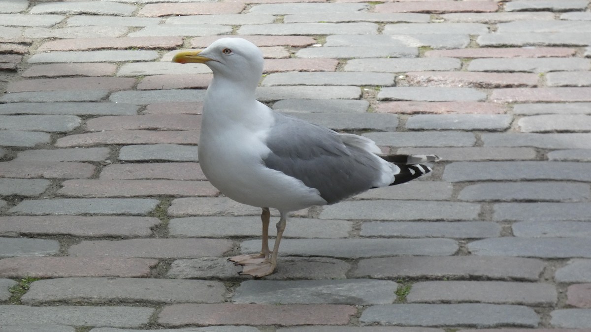 Goéland argenté - ML620691265