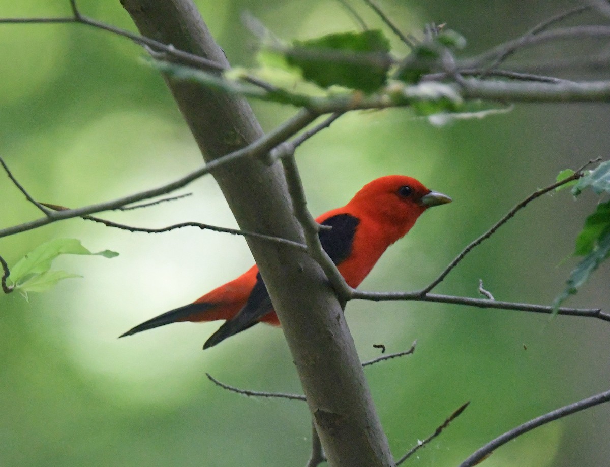 Scarlet Tanager - ML620691267