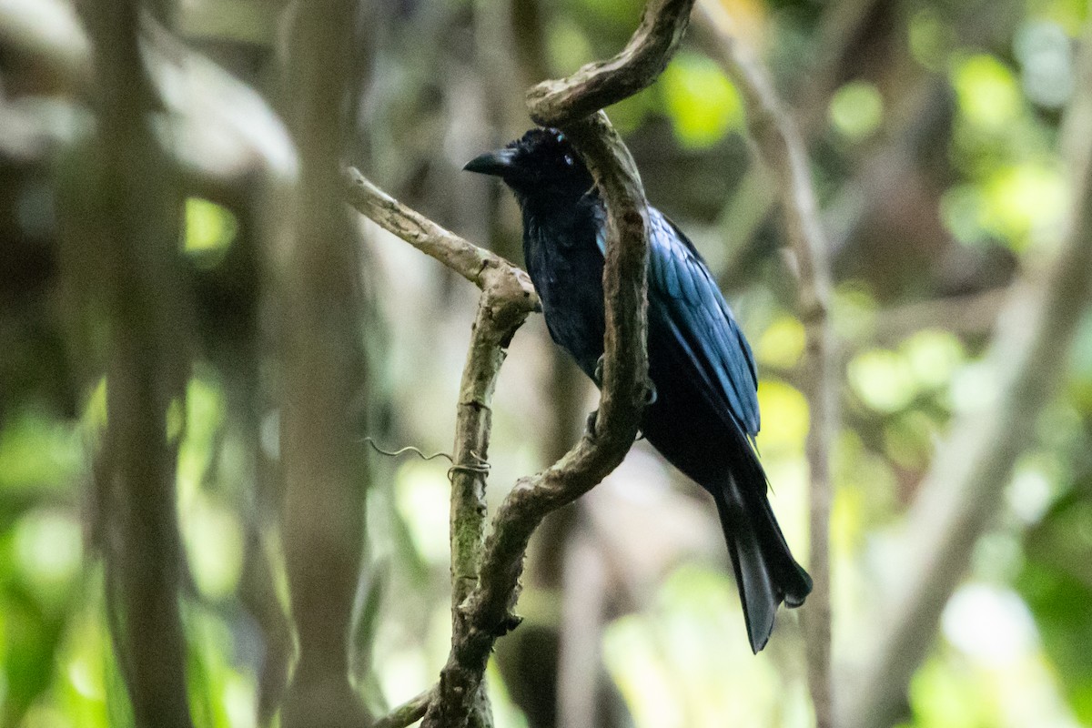 Short-tailed Drongo - ML620691269