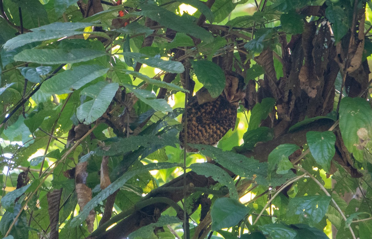 Golden Masked-Owl - ML620691270