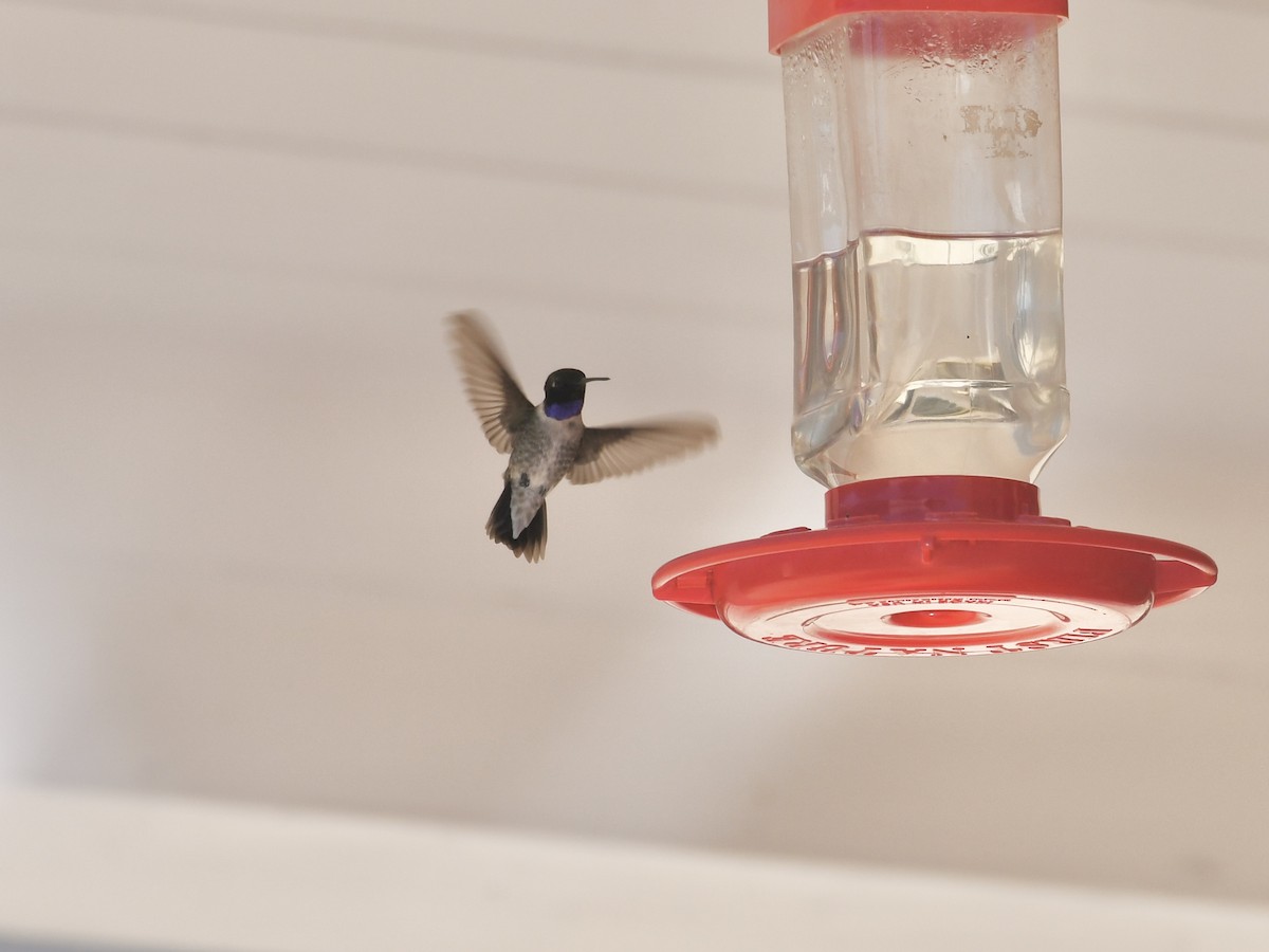 Black-chinned Hummingbird - ML620691278