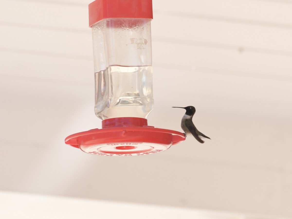 Black-chinned Hummingbird - ML620691279