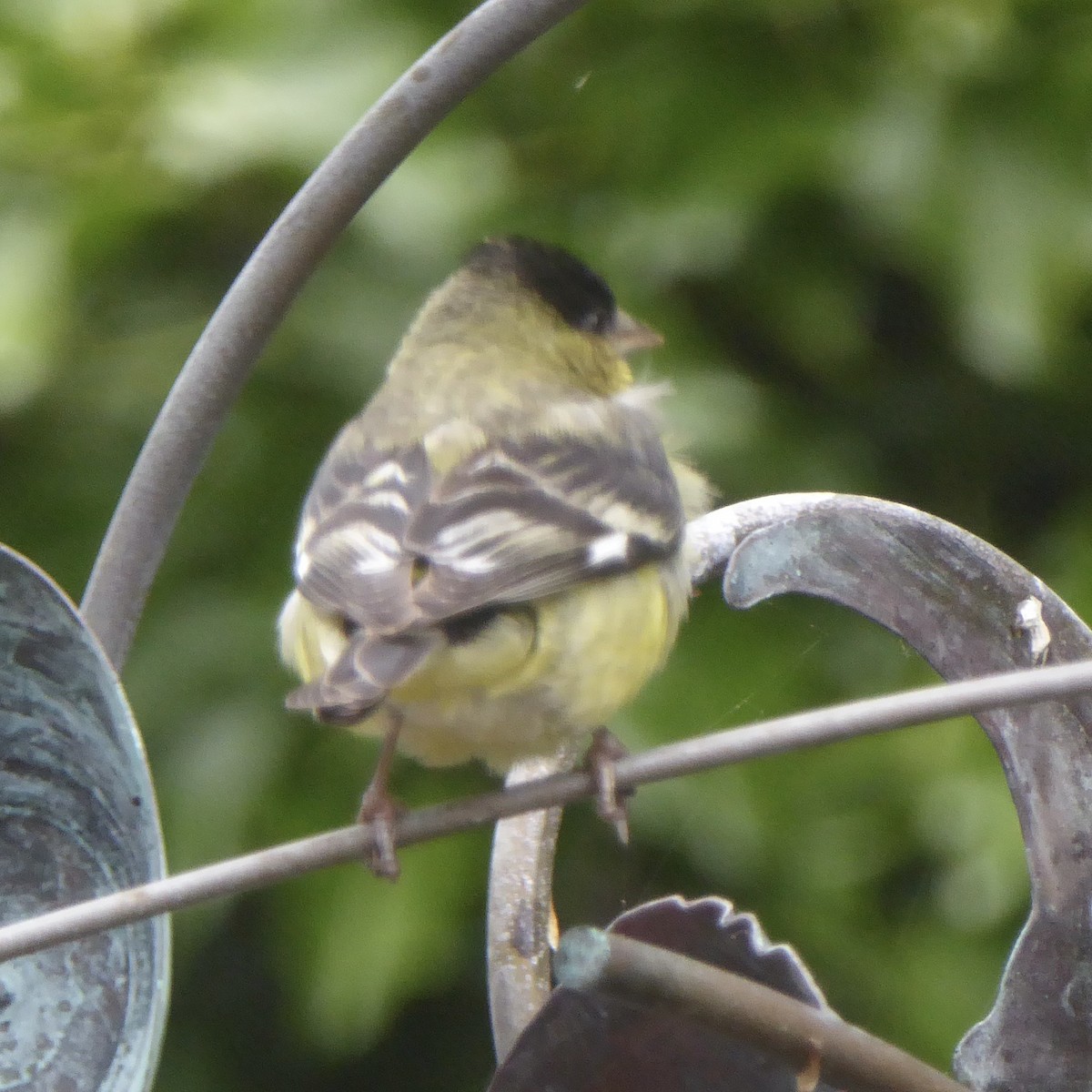 Lesser Goldfinch - ML620691282