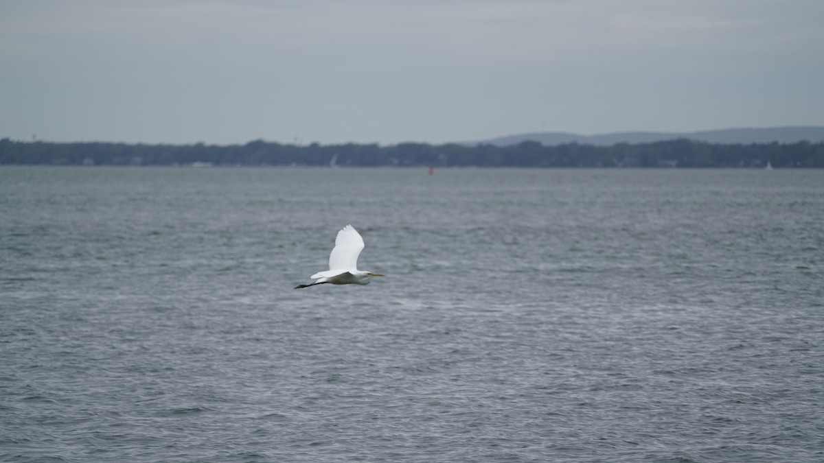 Great Egret - Jacinthe L