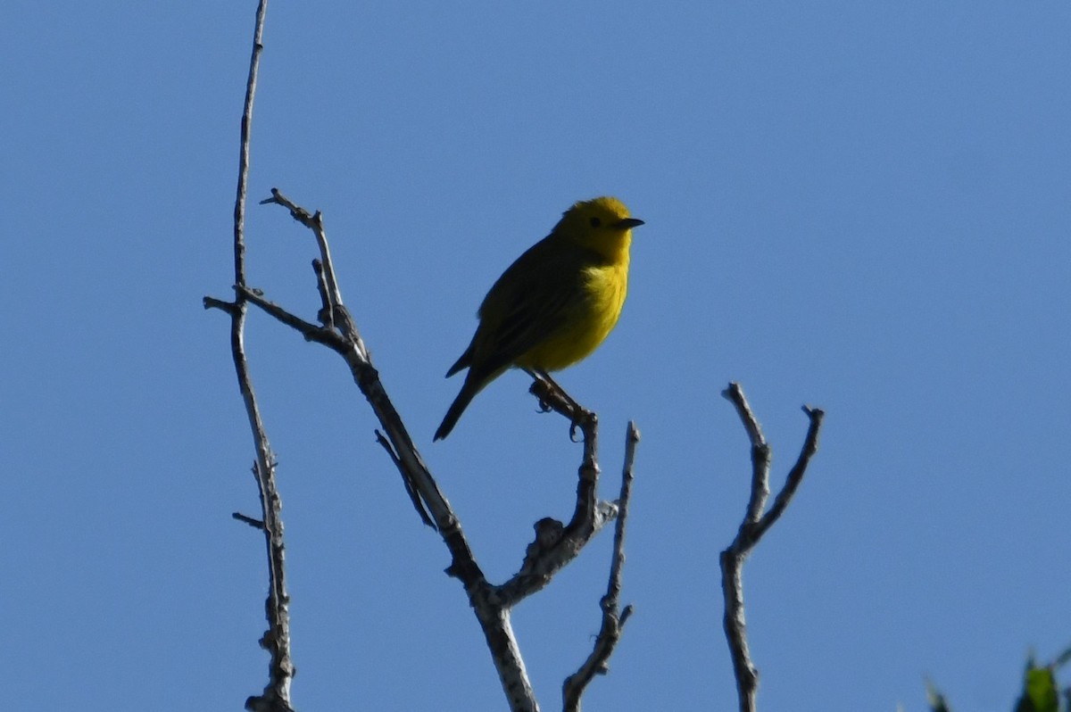 Yellow Warbler - ML620691285