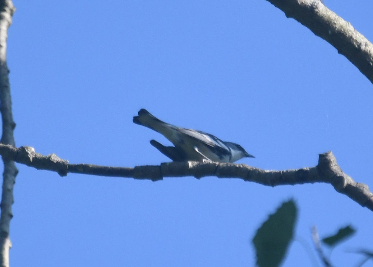 Cerulean Warbler - ML620691288