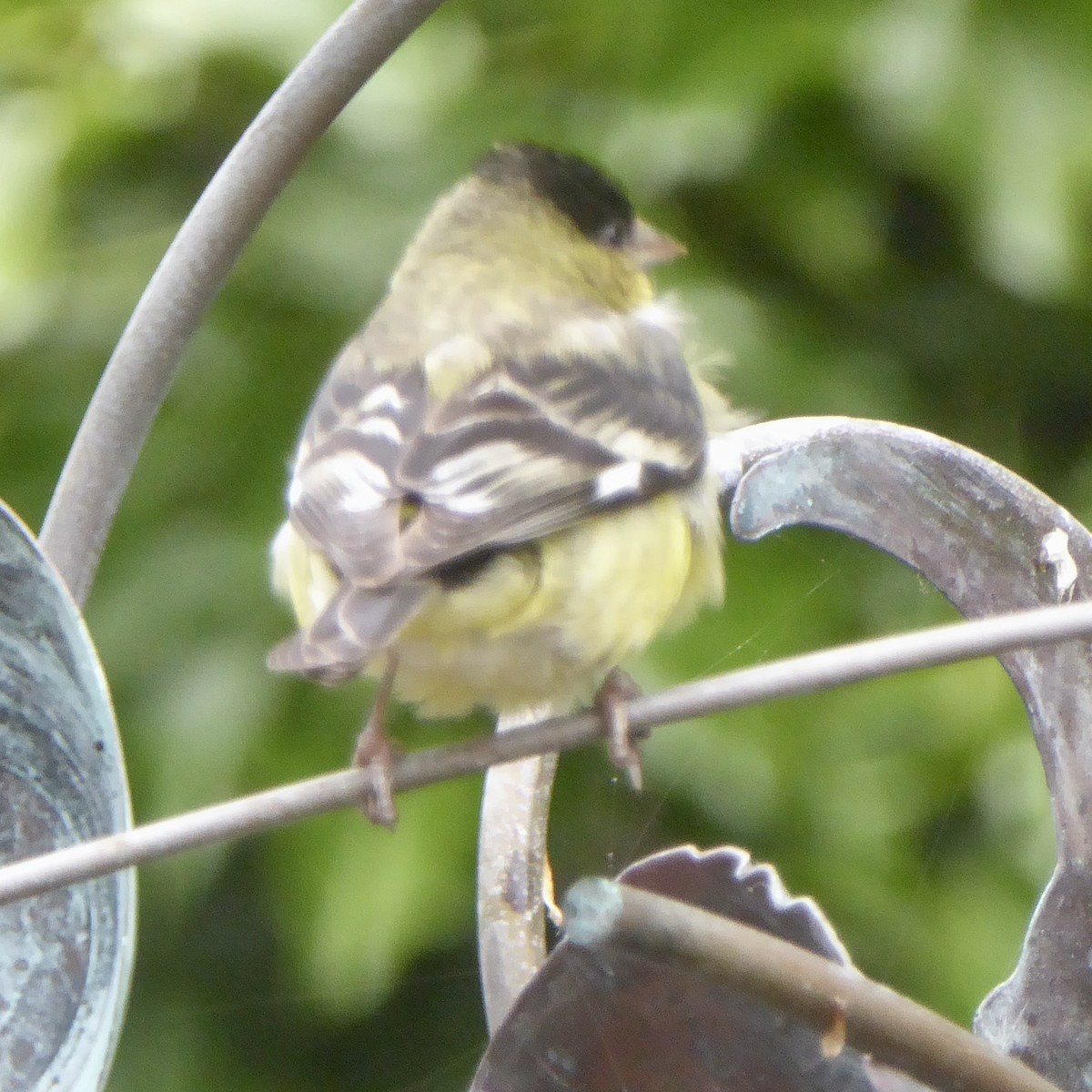 Lesser Goldfinch - ML620691291