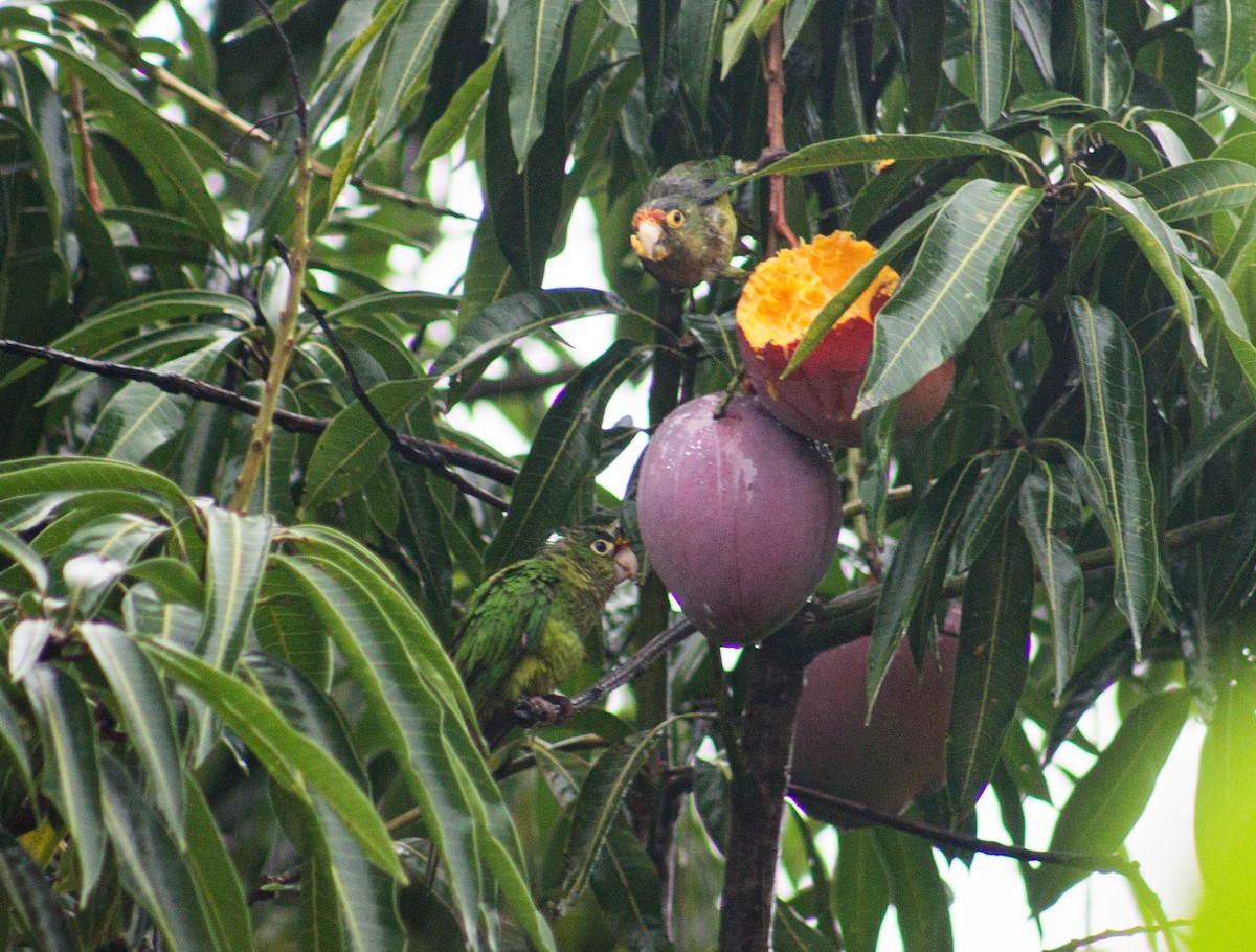 Orange-chinned Parakeet - ML620691305