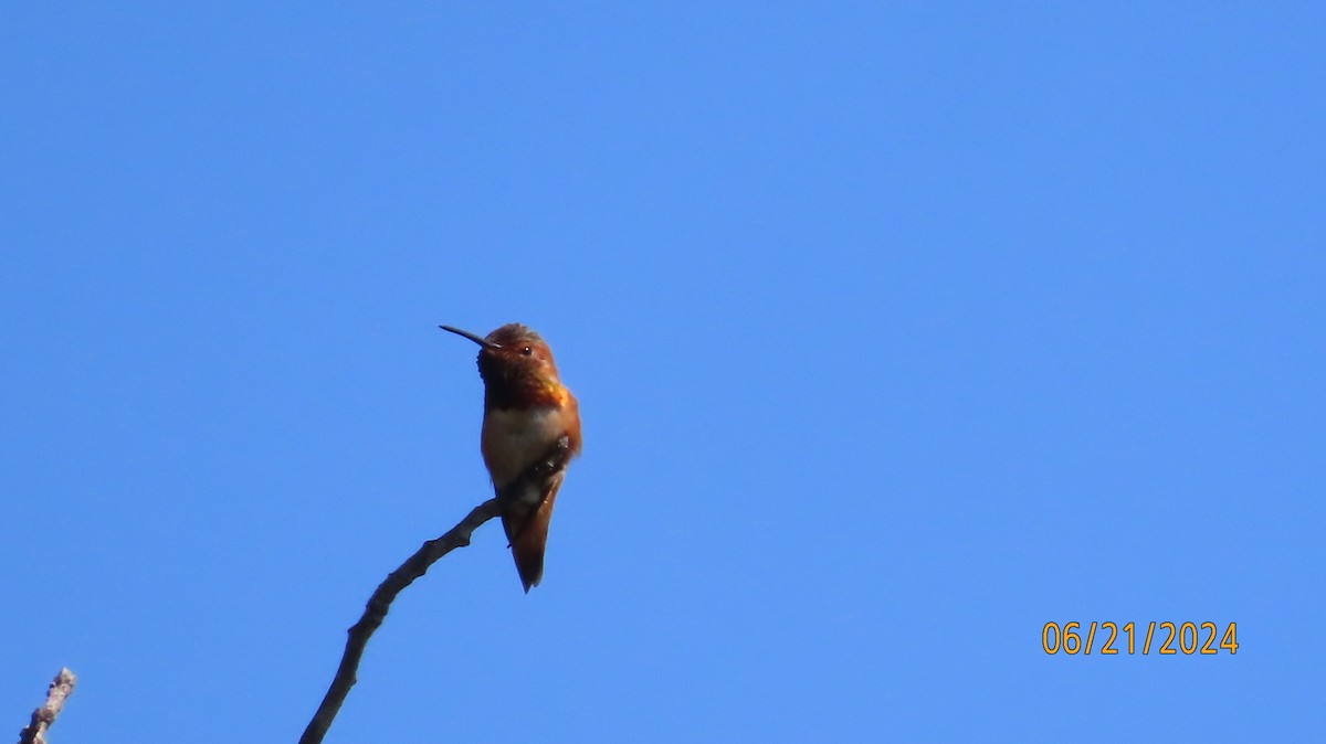 Allen's Hummingbird - ML620691307