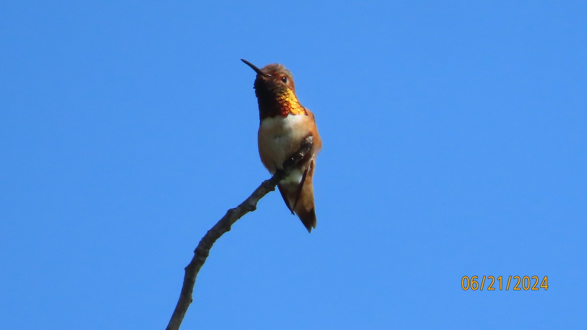 Colibrí de Allen - ML620691308