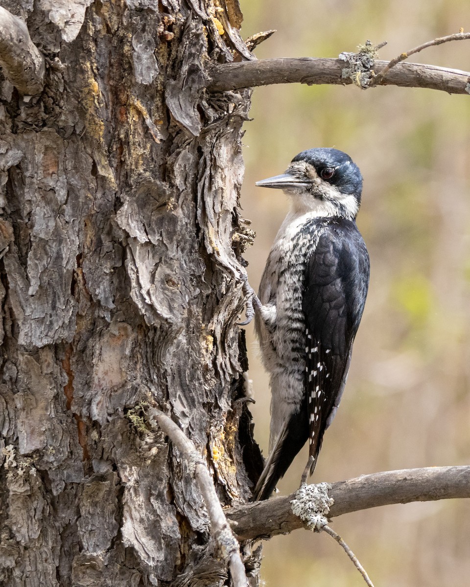 Black-backed Woodpecker - ML620691312