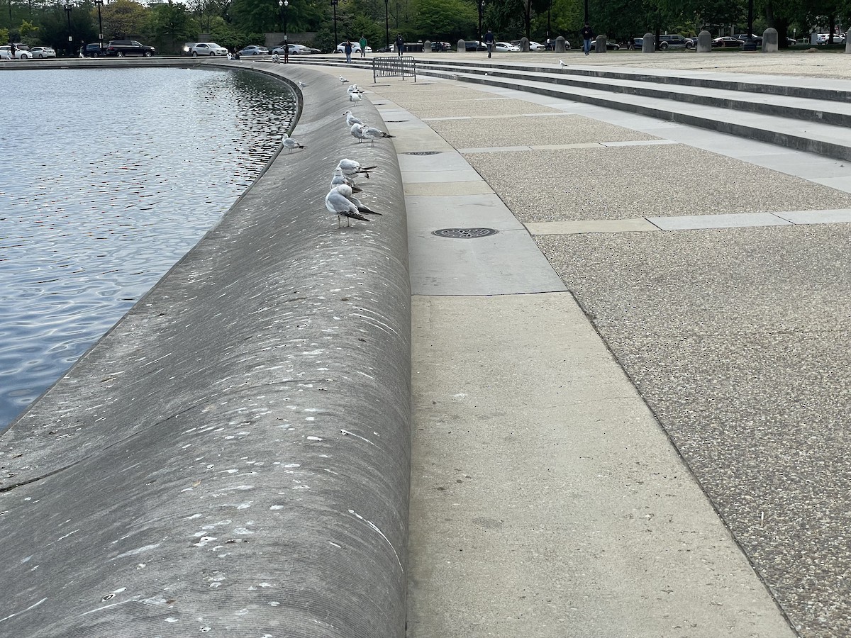 Ring-billed Gull - ML620691314