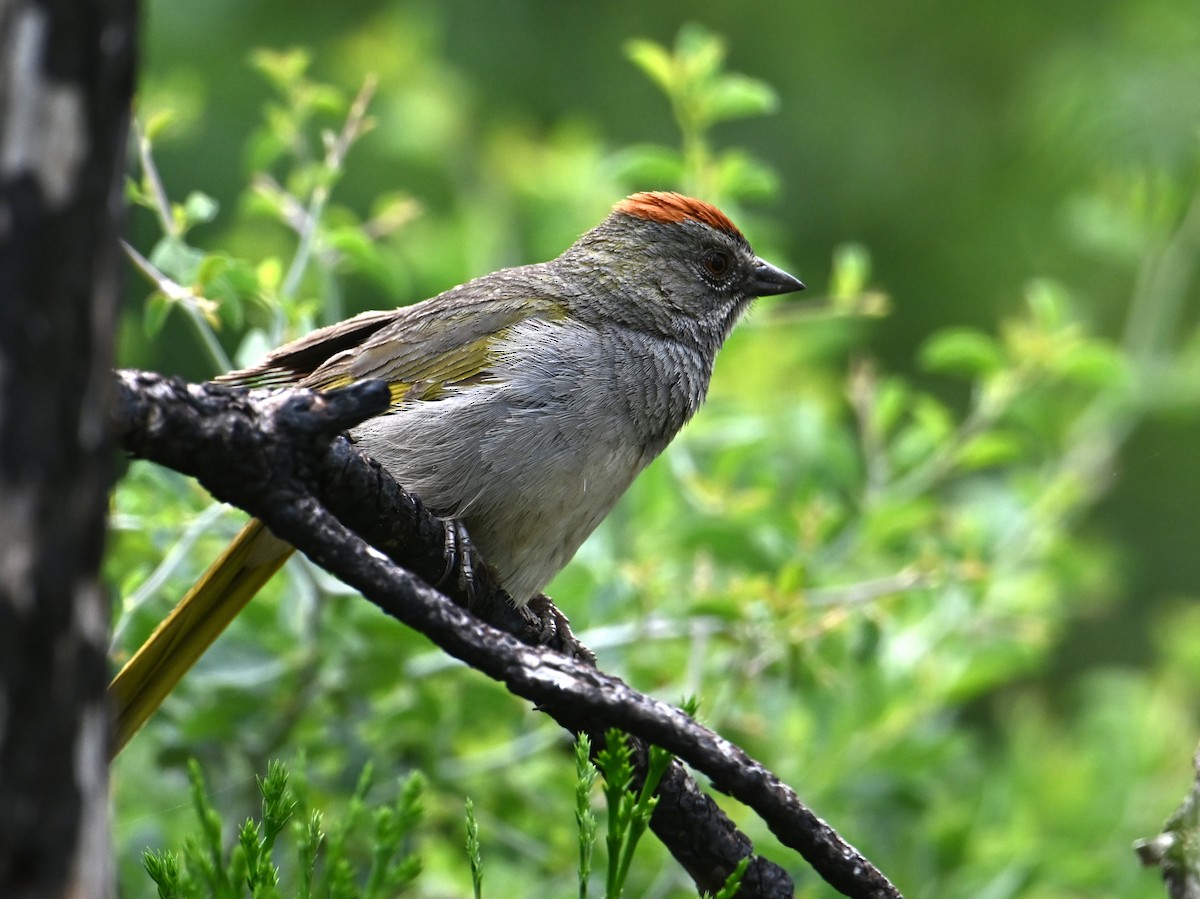 Green-tailed Towhee - ML620691315