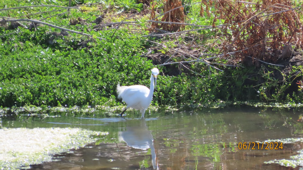 Snowy Egret - Zehava Purim-Adimor