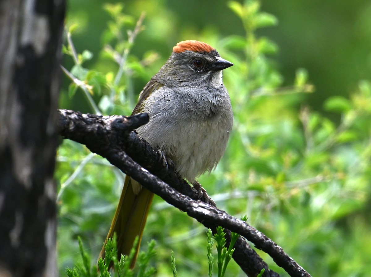 Green-tailed Towhee - ML620691320