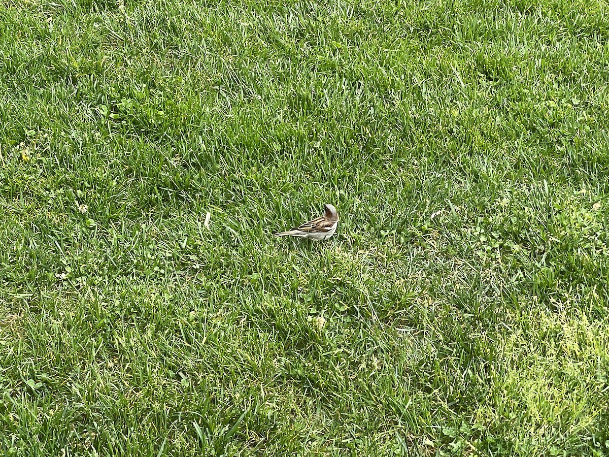 House Sparrow - ML620691323