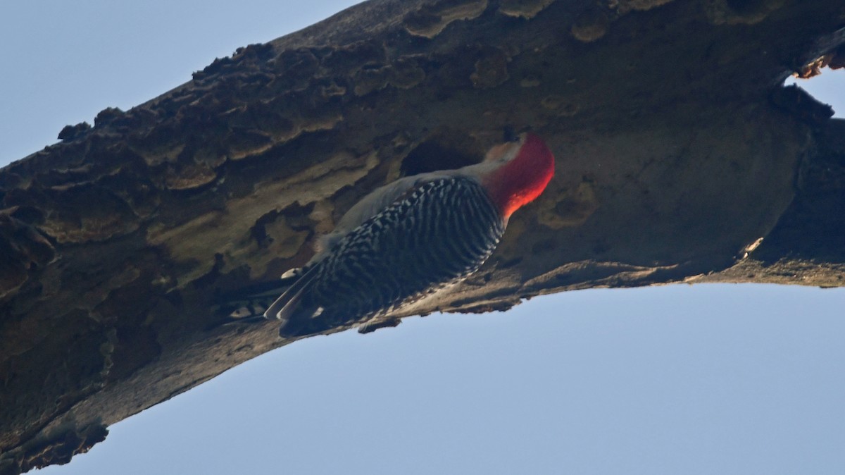 Red-bellied Woodpecker - ML620691326