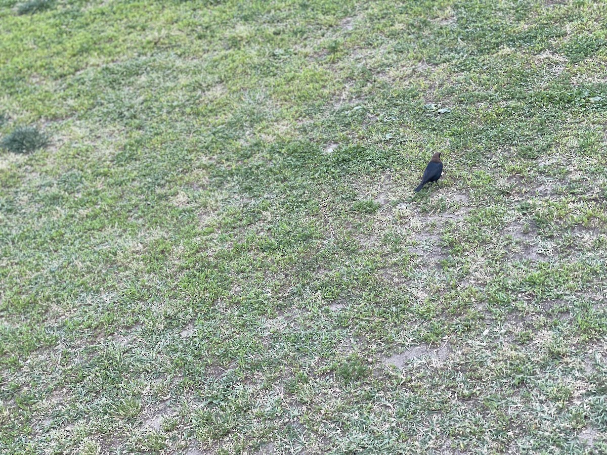 Brown-headed Cowbird - George Chater