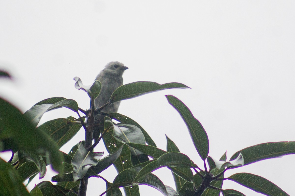 Blue-gray Tanager - ML620691330
