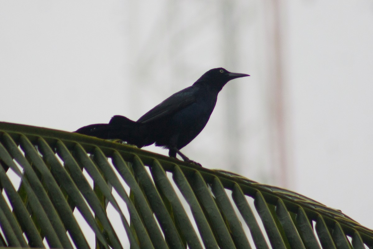 Great-tailed Grackle - ML620691331