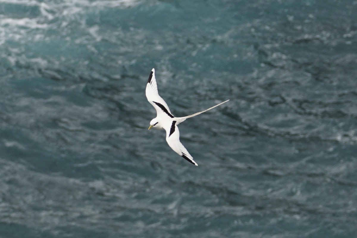 White-tailed Tropicbird - ML620691332