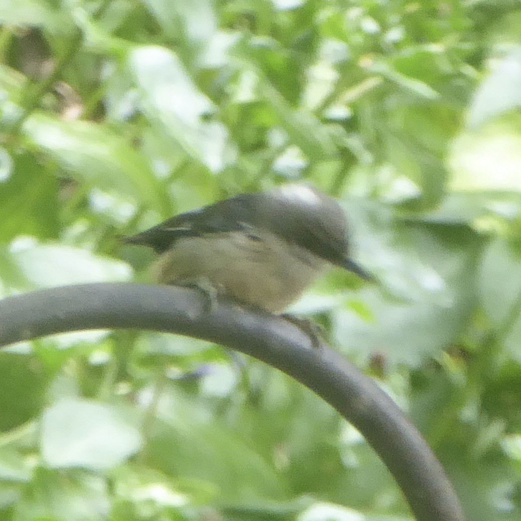 Pygmy Nuthatch - ML620691335