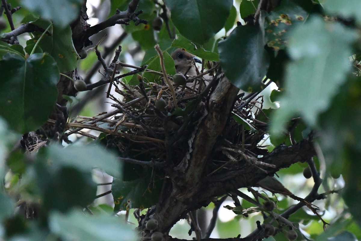 Mourning Dove - ML620691337