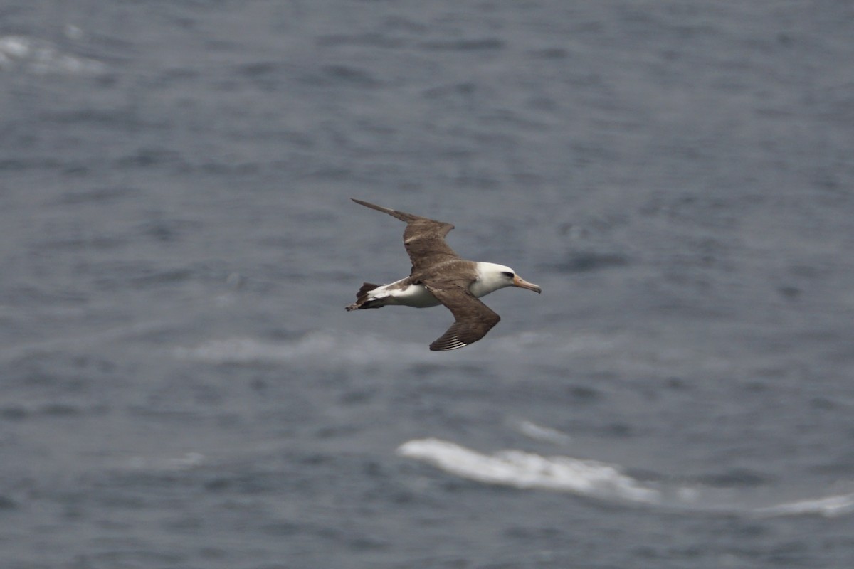 albatros laysanský - ML620691339