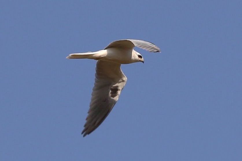 White-tailed Kite - ML620691343