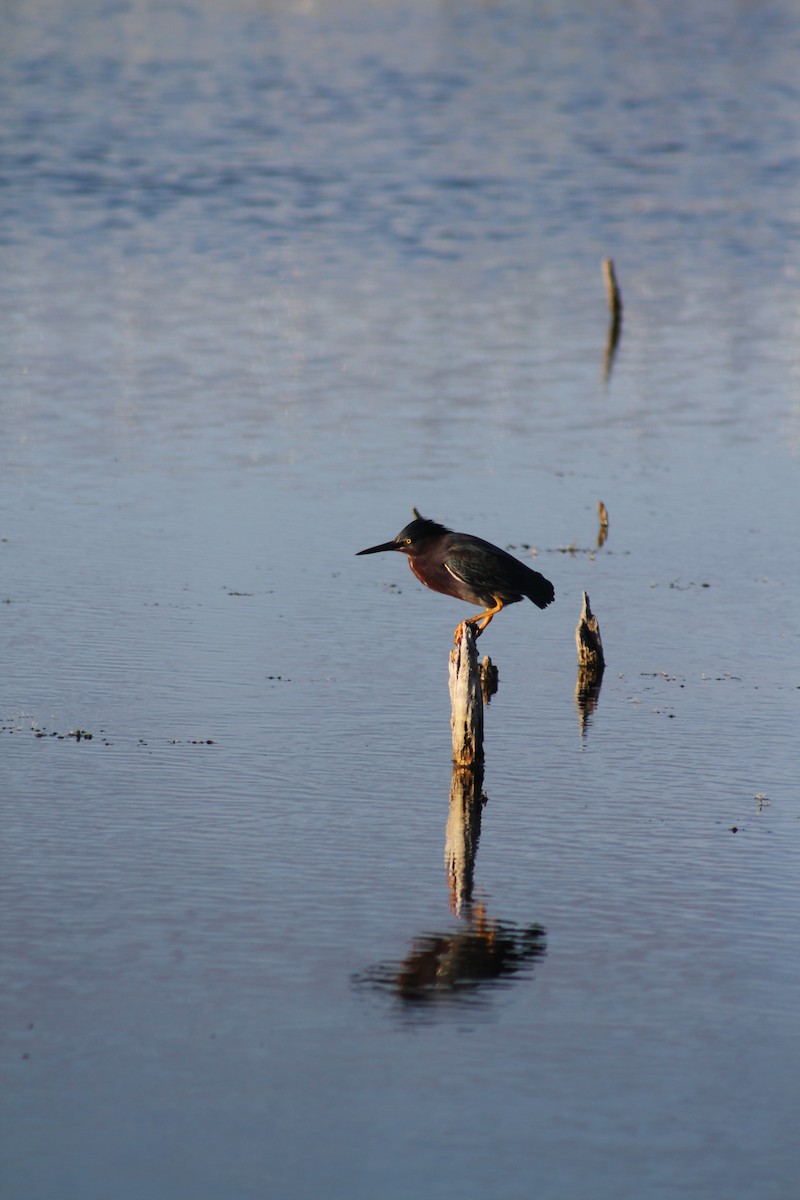 Green Heron - ML620691344