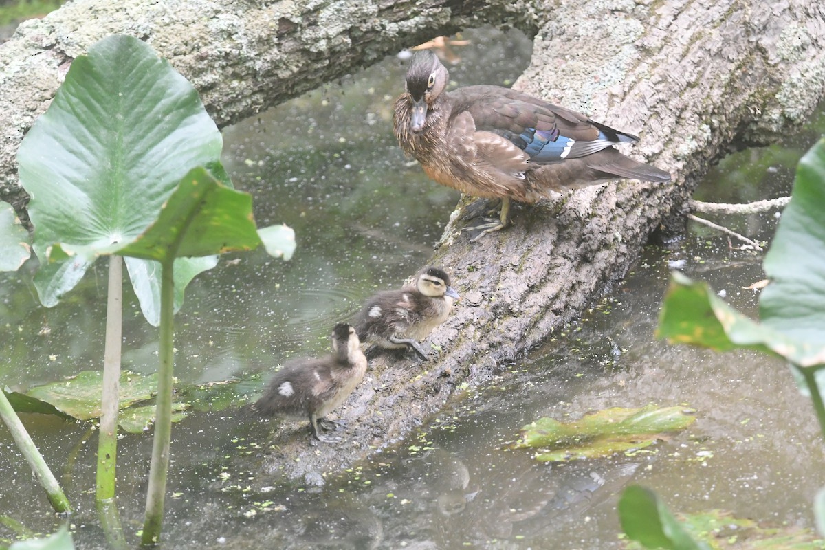 Wood Duck - ML620691346