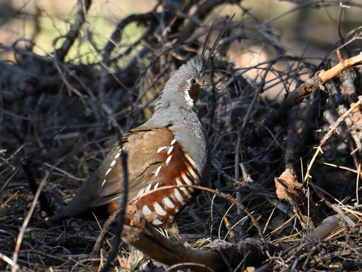 Mountain Quail - ML620691348