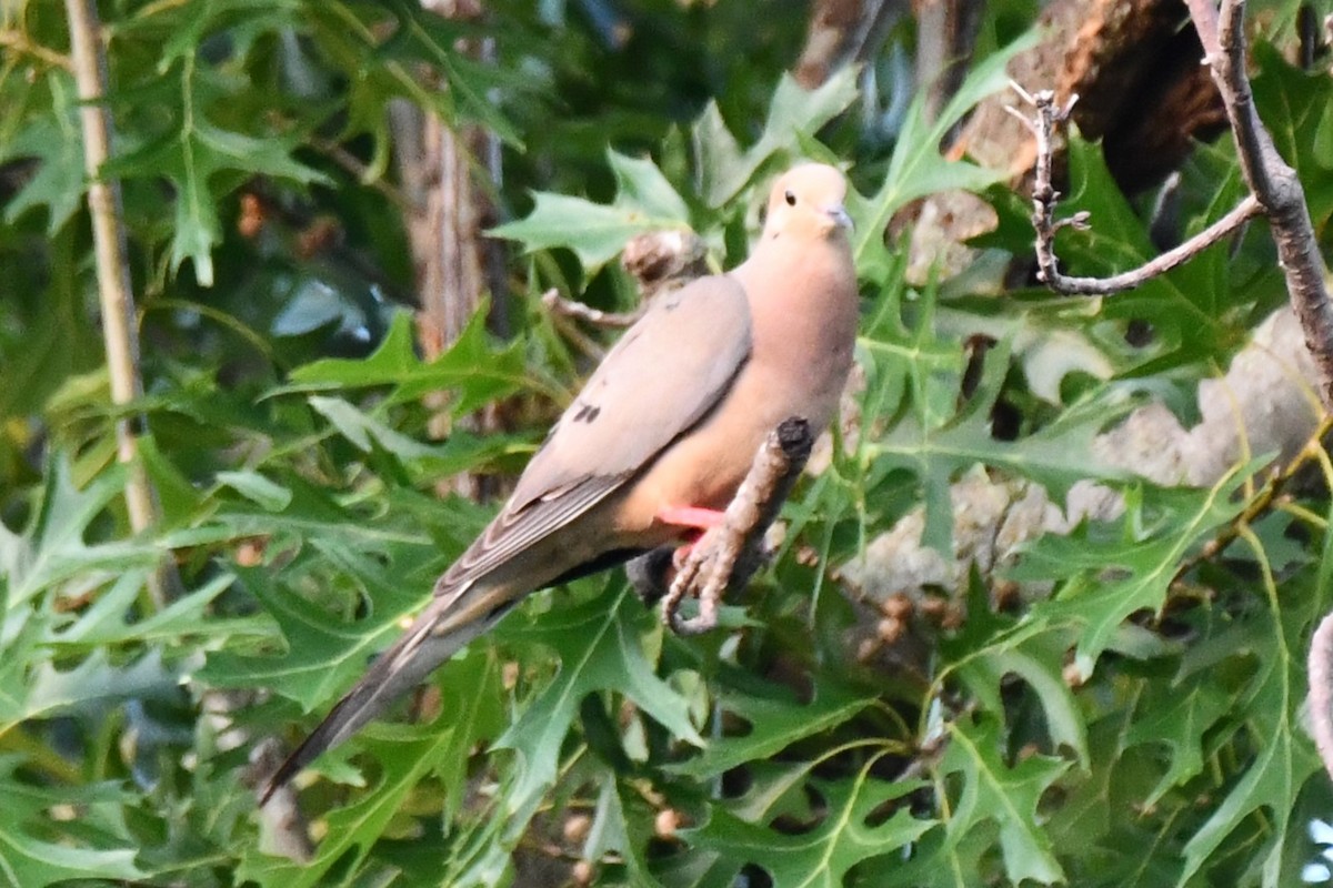 Mourning Dove - ML620691350