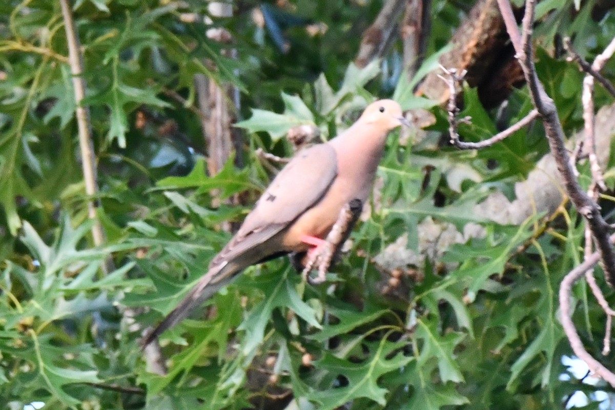 Mourning Dove - ML620691351