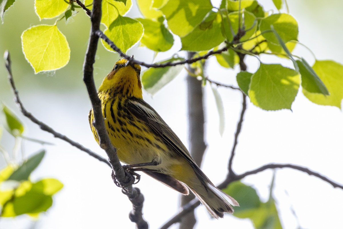 Cape May Warbler - ML620691353