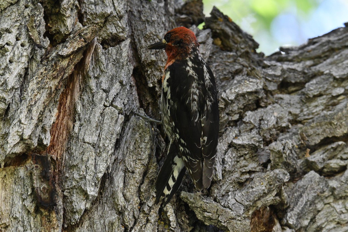 Red-breasted Sapsucker - ML620691354