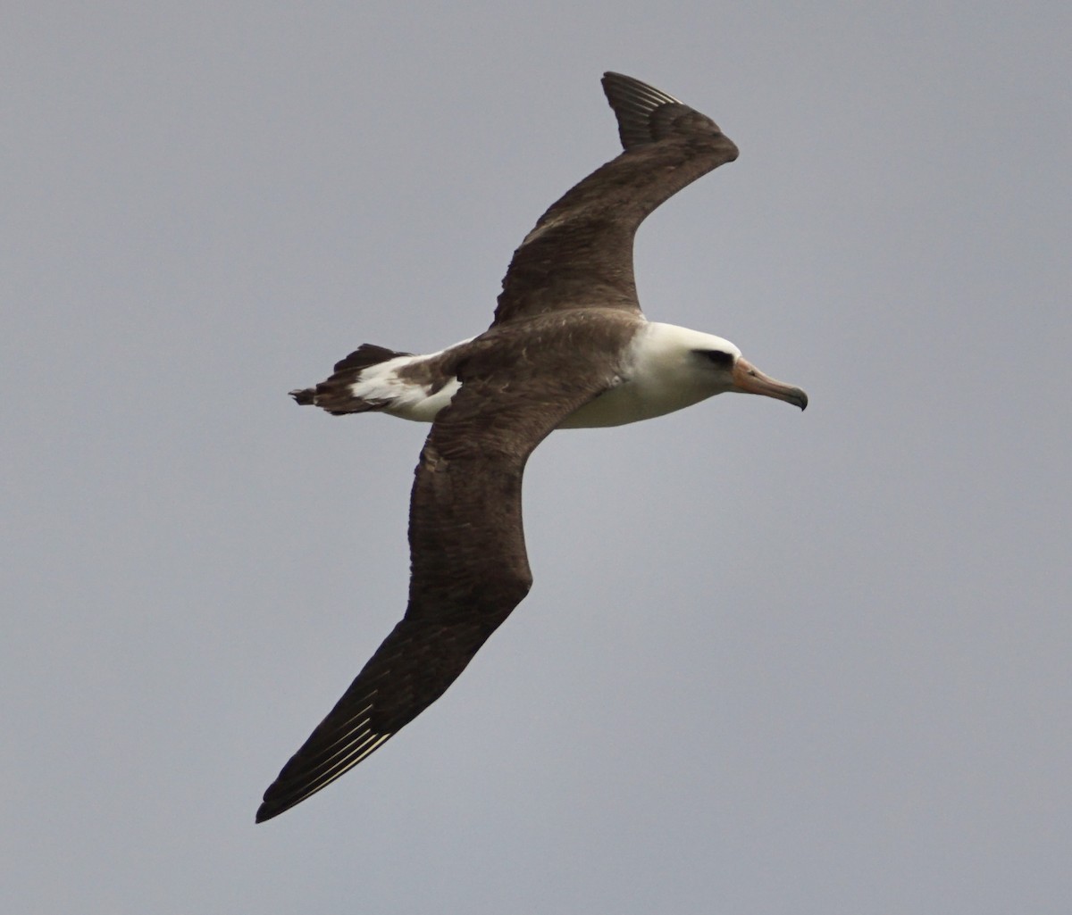 albatros laysanský - ML620691360