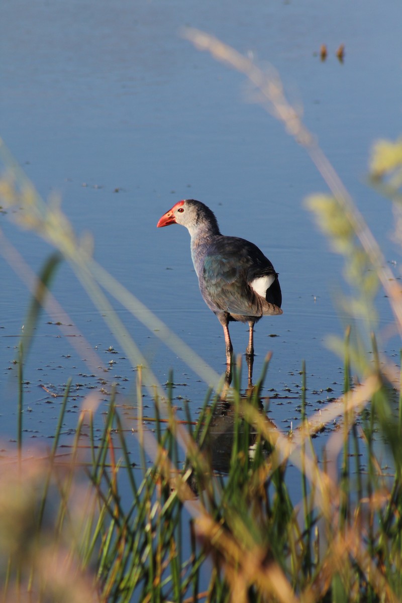 Gray-headed Swamphen - ML620691361