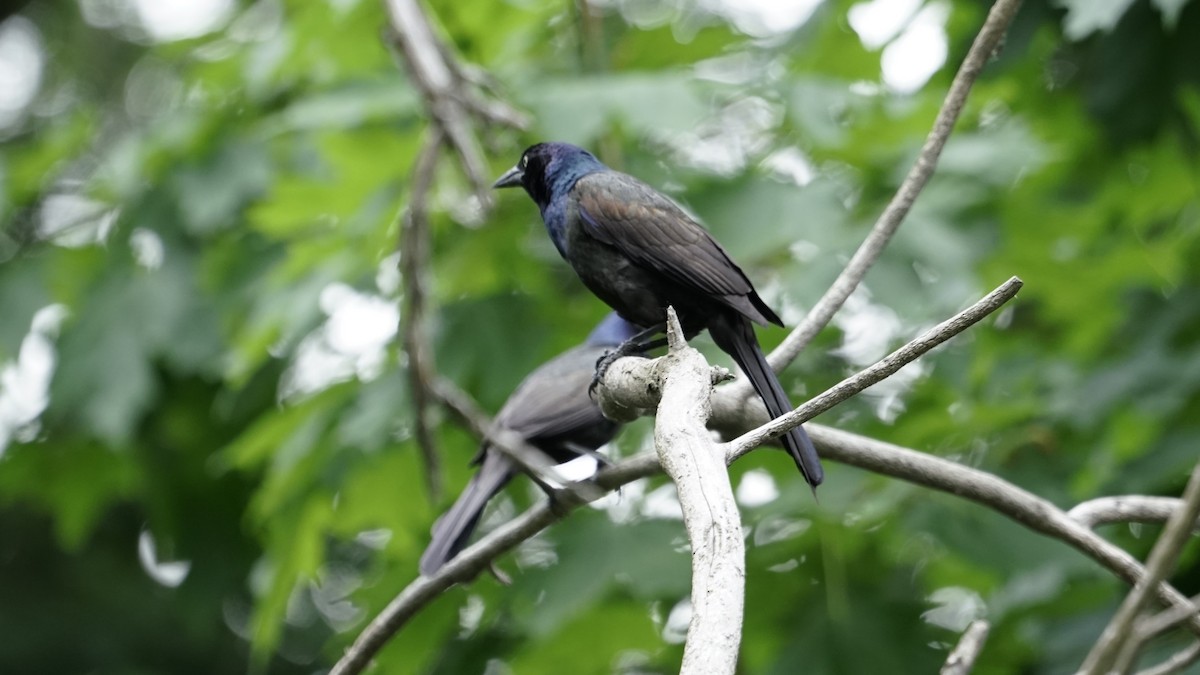 Common Grackle - ML620691363