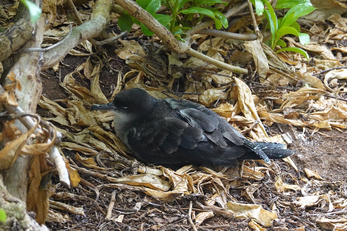 Wedge-tailed Shearwater - ML620691367