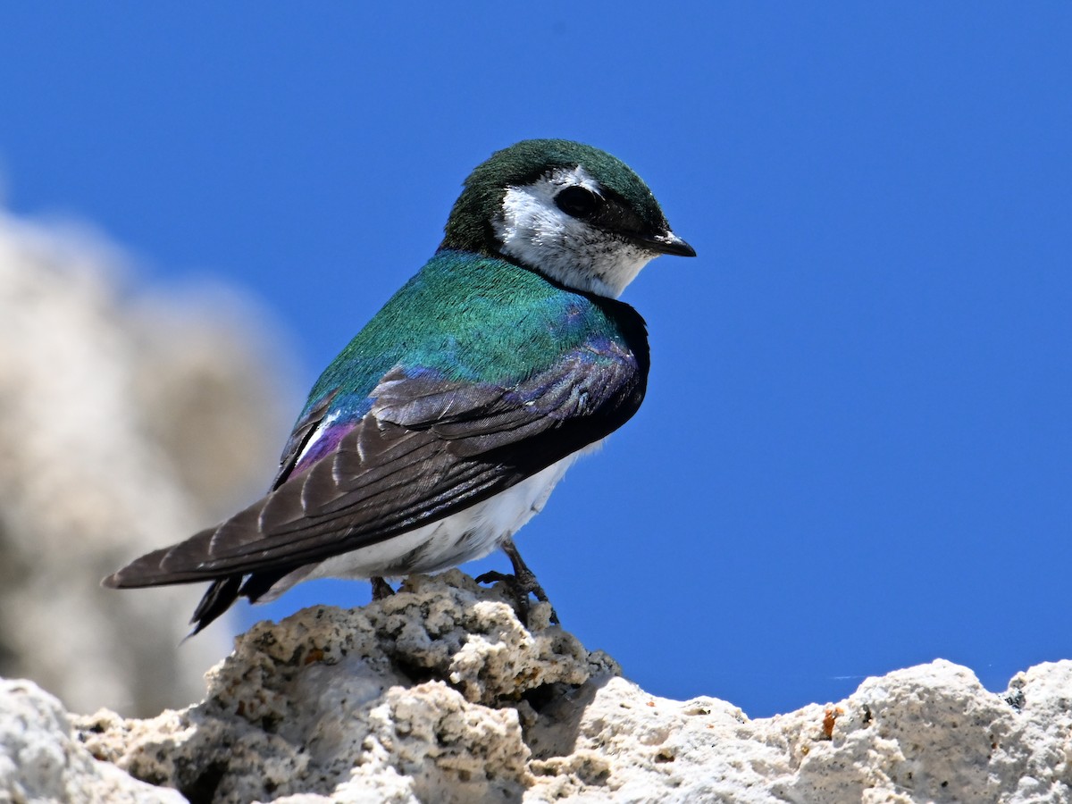 Violet-green Swallow - ML620691369