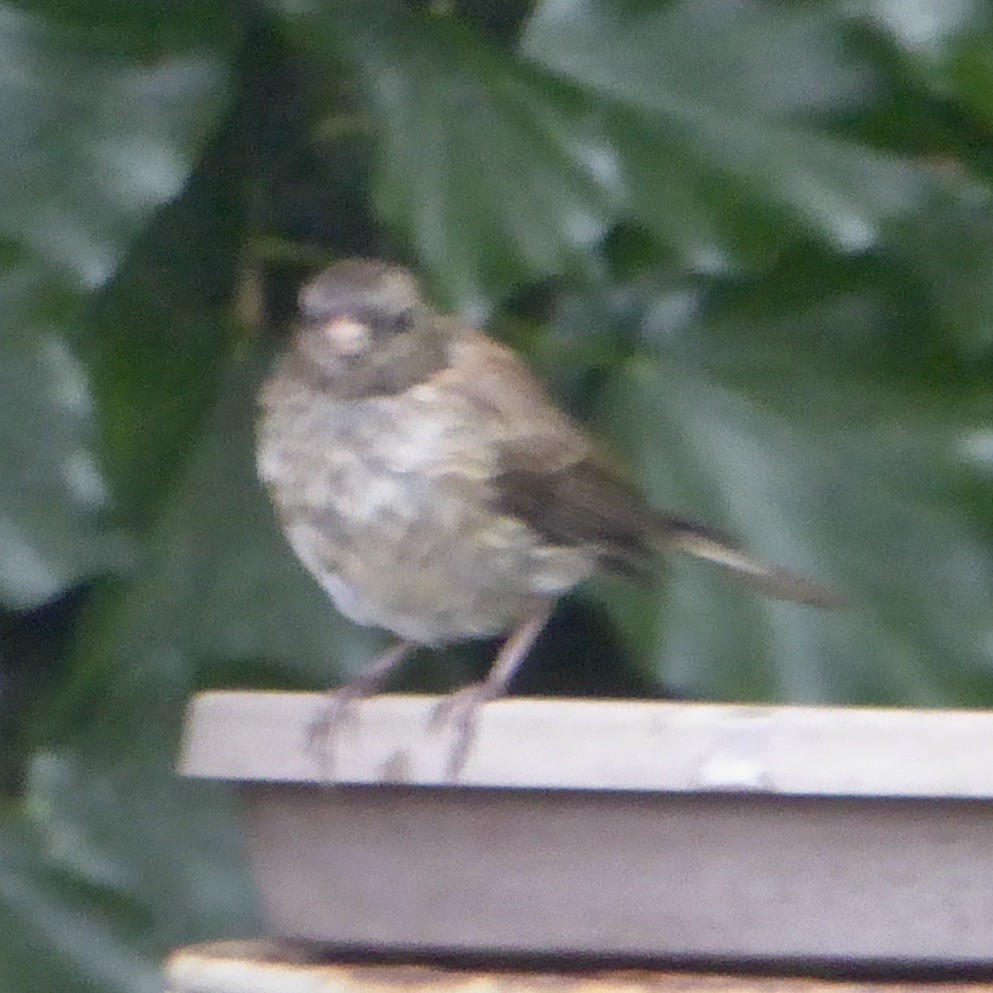 Dark-eyed Junco (Oregon) - ML620691372