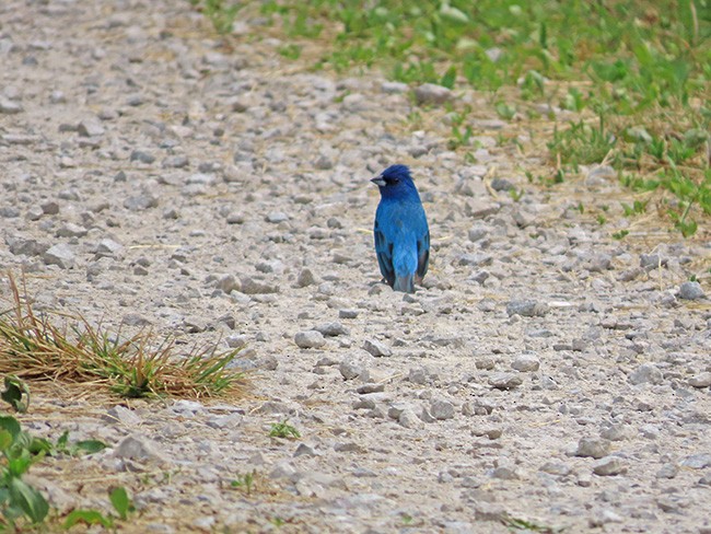 Indigo Bunting - Nancy Anderson