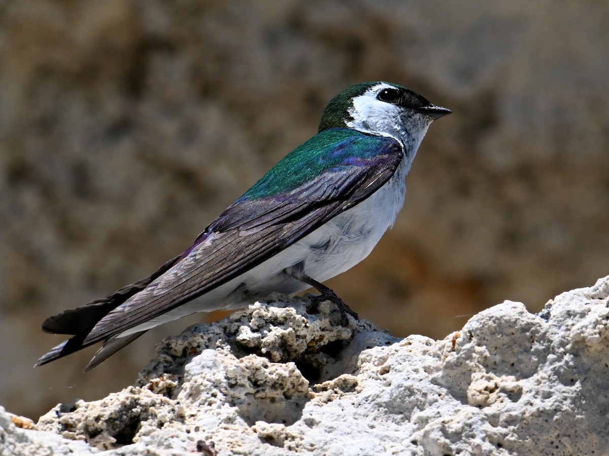 Violet-green Swallow - ML620691377