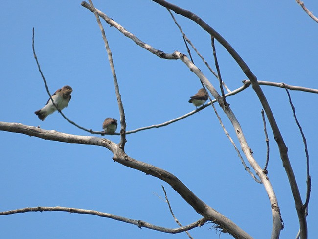 Hirondelle à ailes hérissées - ML620691378