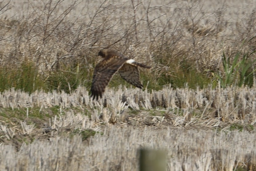 Northern Harrier - ML620691380